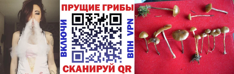 цены   Волгодонск  кракен зеркало  Галлюциногенные грибы мицелий 